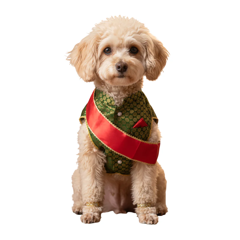 Nootie Festive Sherwani with Chunni for Pets – Green | Stylish Outfit for Weddings & Festivals - Image 8